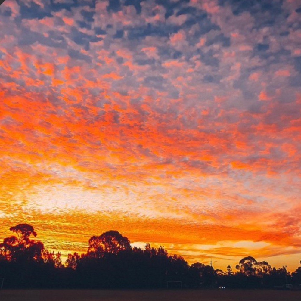 Meet your Posher, Bailey